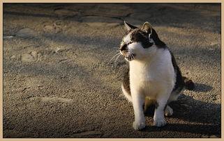 屋顶上的猫,窥探城市生活的神秘角落