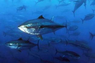 超级鱼类：蓝鳍金枪鱼