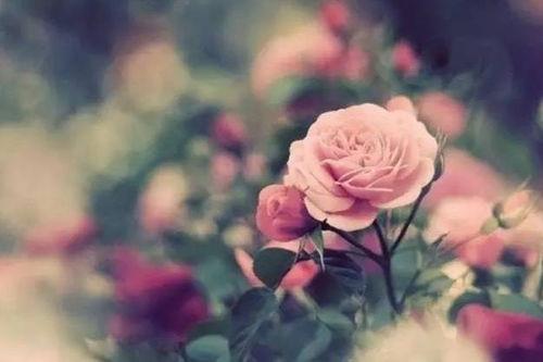 月是玫瑰沉沦时,沉沦之夜的浪漫沉思